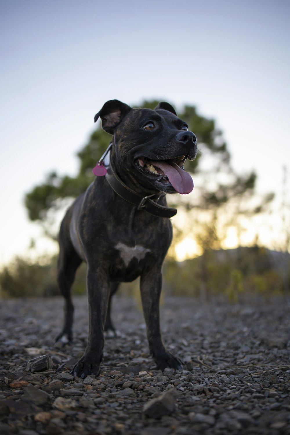 black and white short coat dog on gray dirt road during daytime