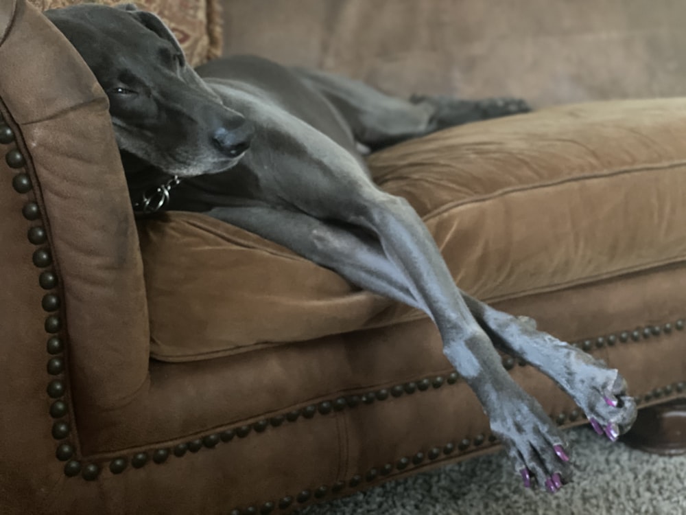 black short coat large dog lying on brown leather sofa