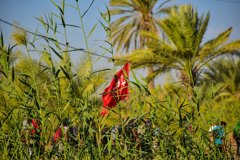 red and yellow bird on green grass during daytime