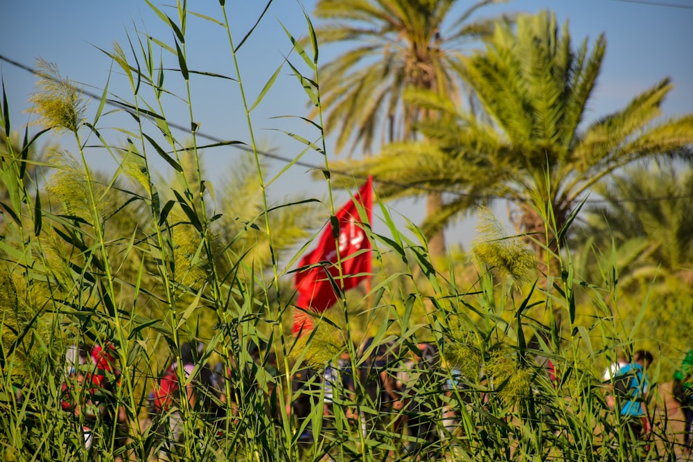 oiseau rouge et jaune sur l’herbe verte pendant la journée