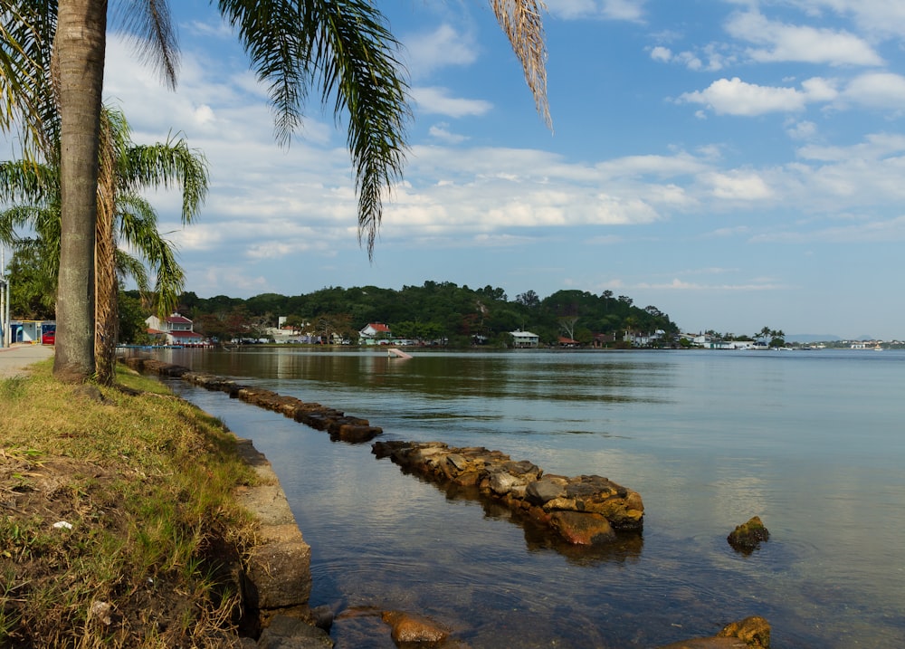 green palm tree beside body of water during daytime