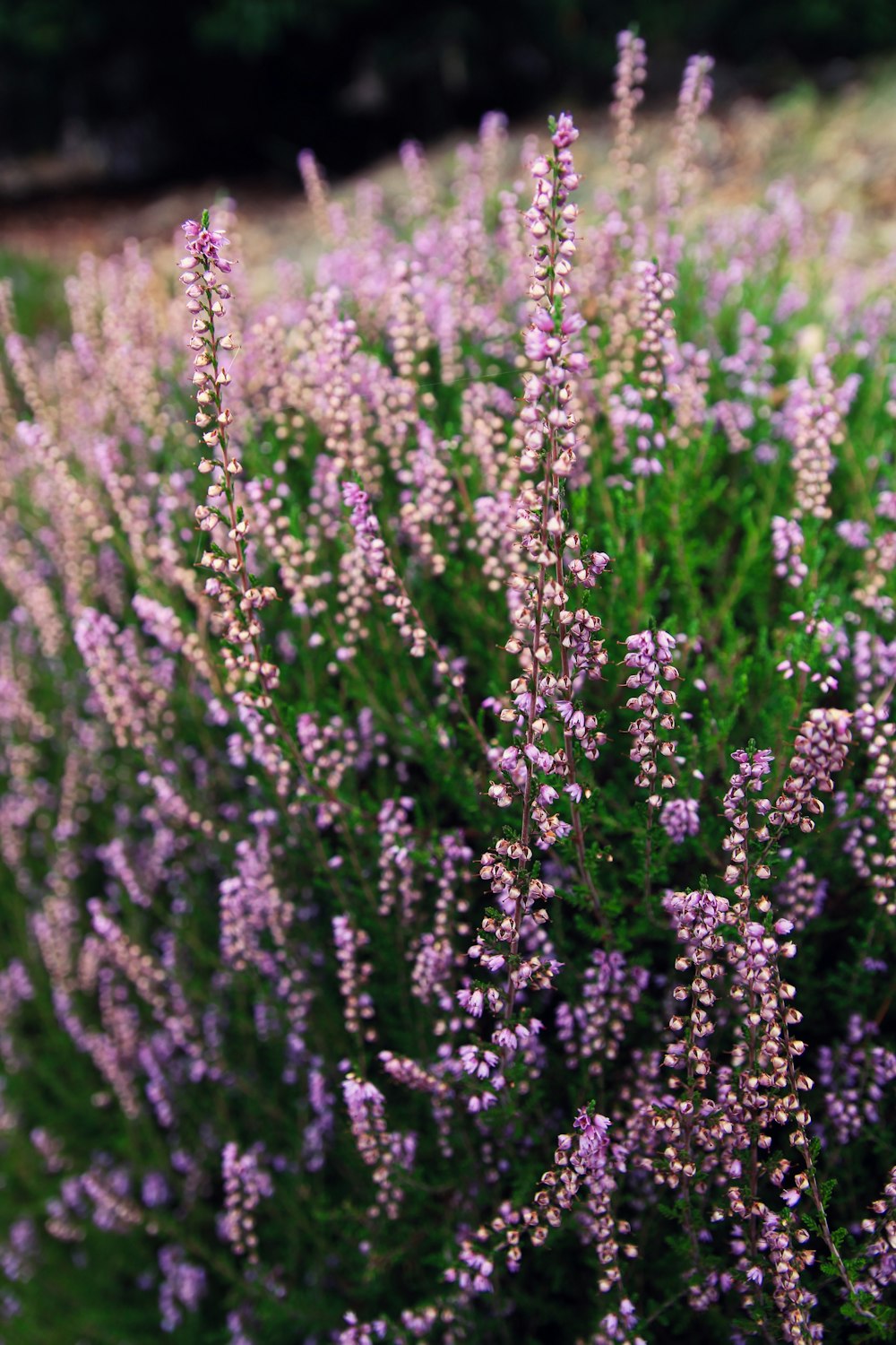 white flowers in tilt shift lens