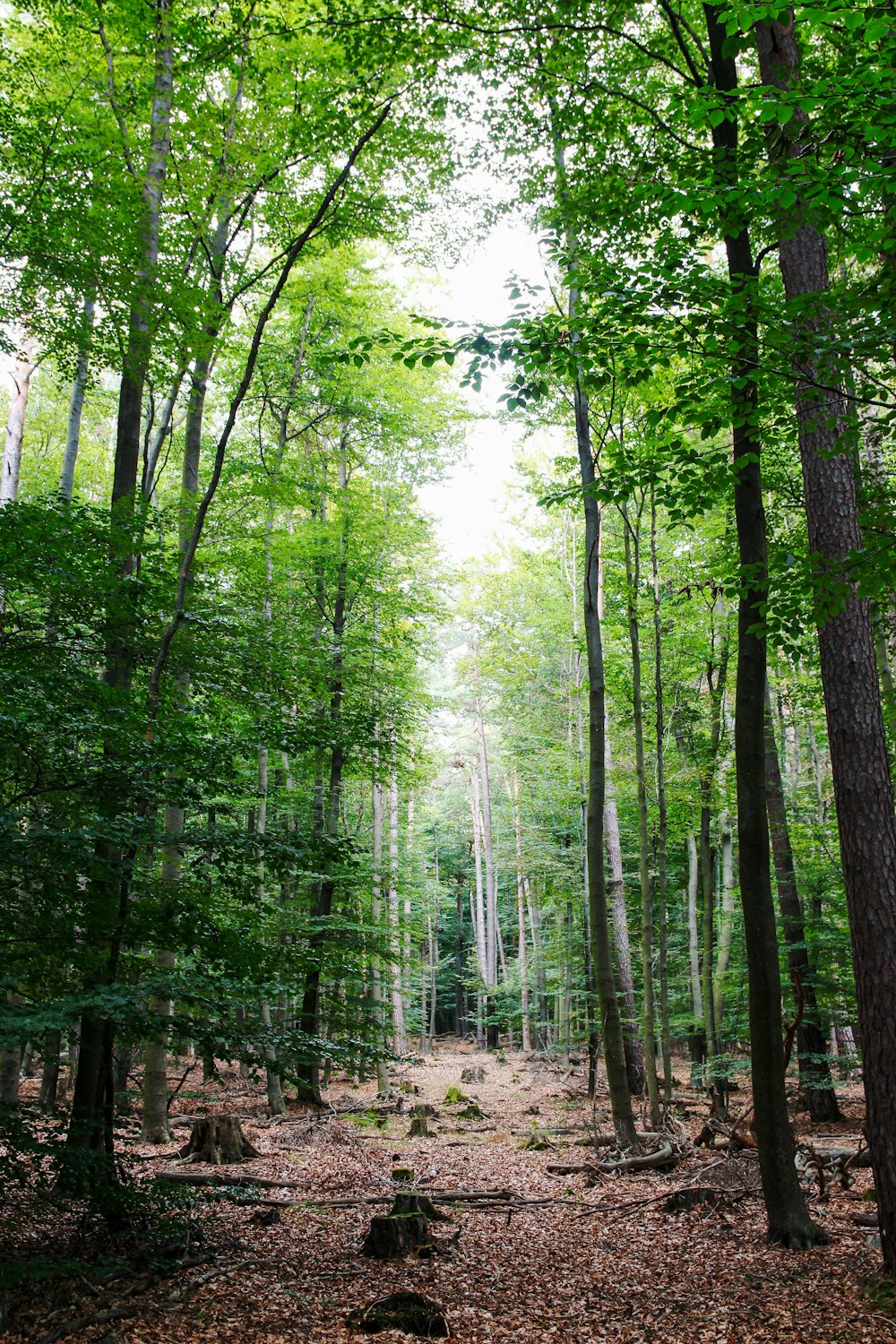 green trees on brown soil during daytime