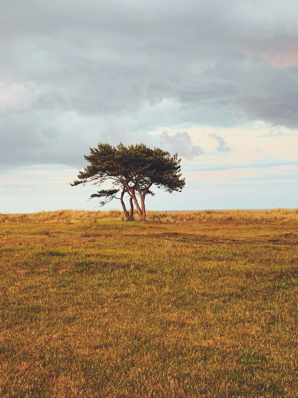 blattloser Baum auf braunem Grasfeld unter weißen Wolken und blauem Himmel tagsüber