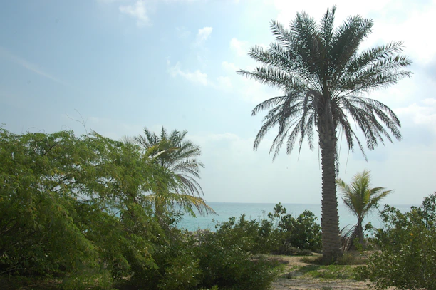 A spacious coastal lot framed by tall palms with a glimpse of the sparkling ocean.
