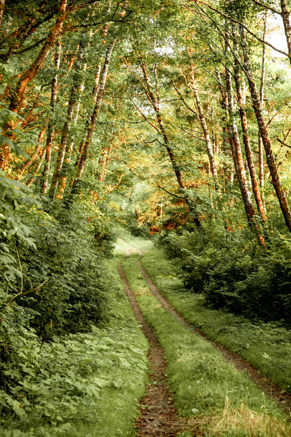 Herbe verte et arbres pendant la journée