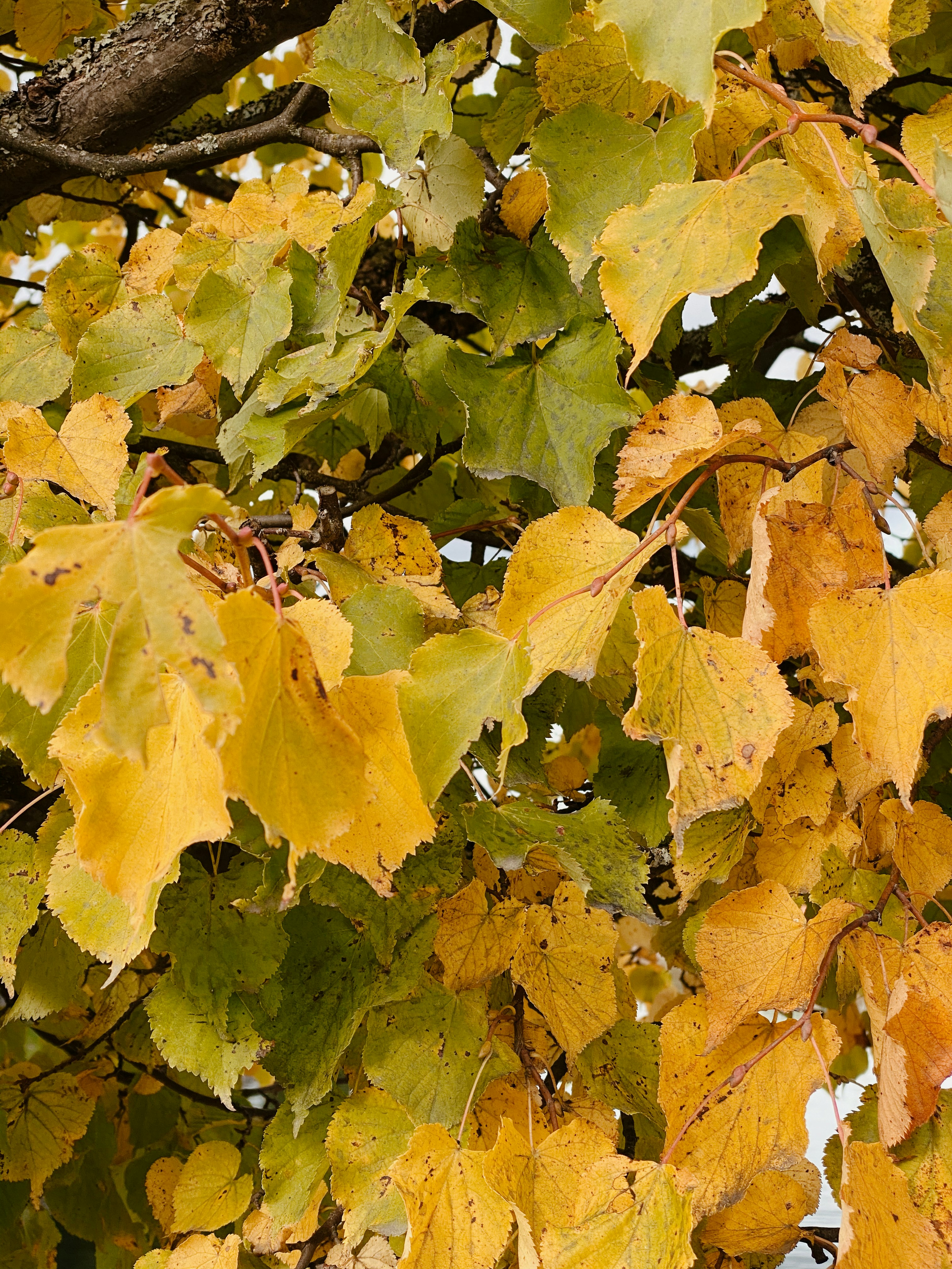 Photo by igor_dernovoy