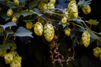 Clusters of hop cones hang from a vine, surrounded by green leaves. The hop cones are light green, with a textured surface and are clustered together against a dark, foliage-rich background.