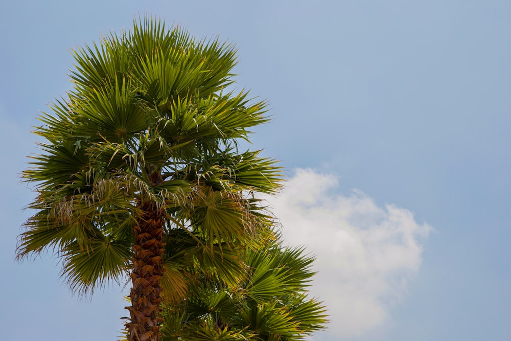 green palm tree under blue sky during daytime