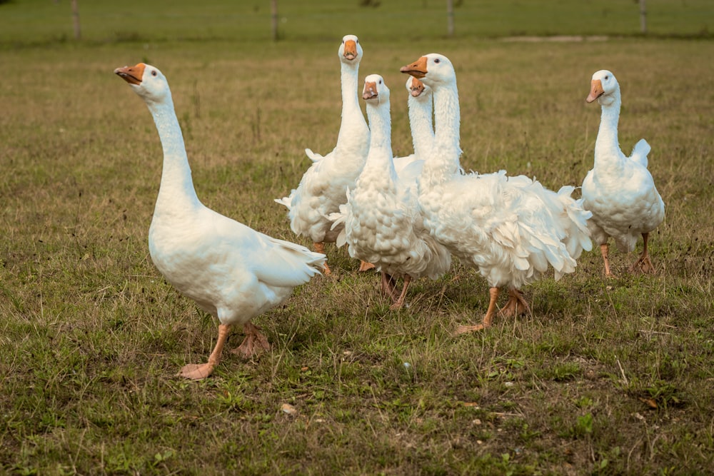 white swan on green grass during daytime