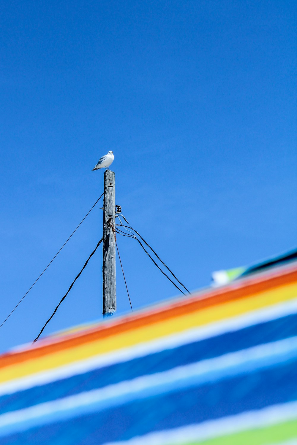 pássaro branco no poste elétrico sob o céu azul durante o dia