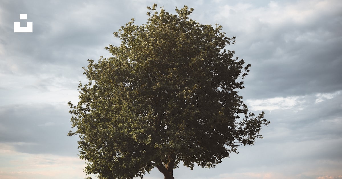 Woman in brown jacket standing beside green tree under white clouds ...