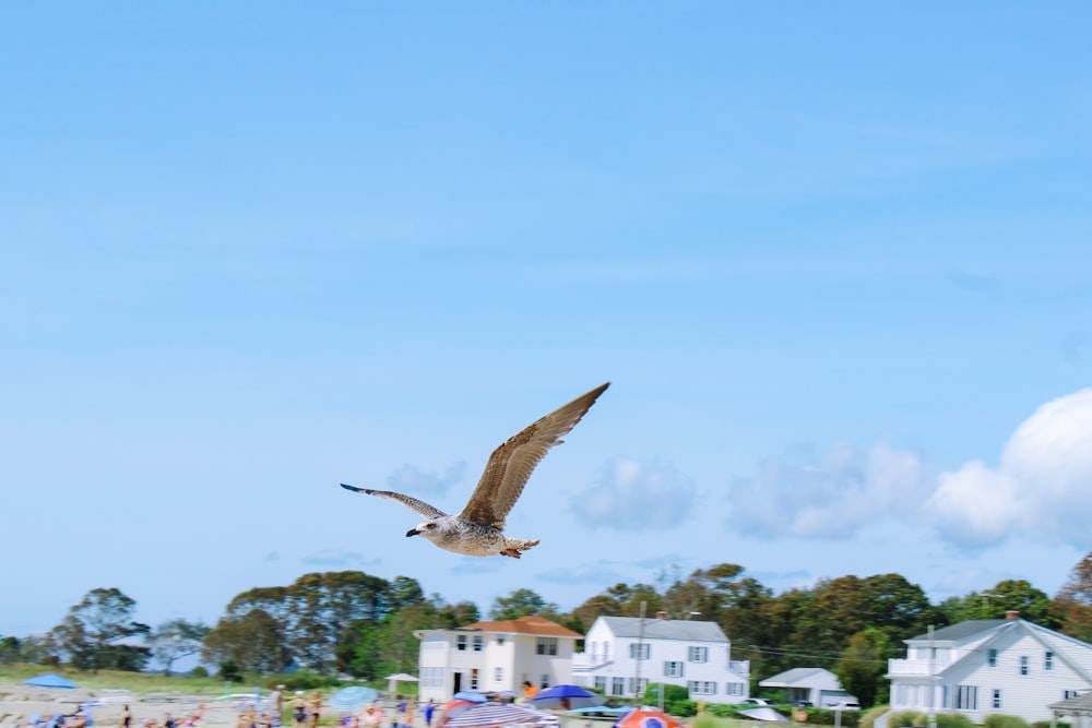 brown bird flying over city buildings during daytime