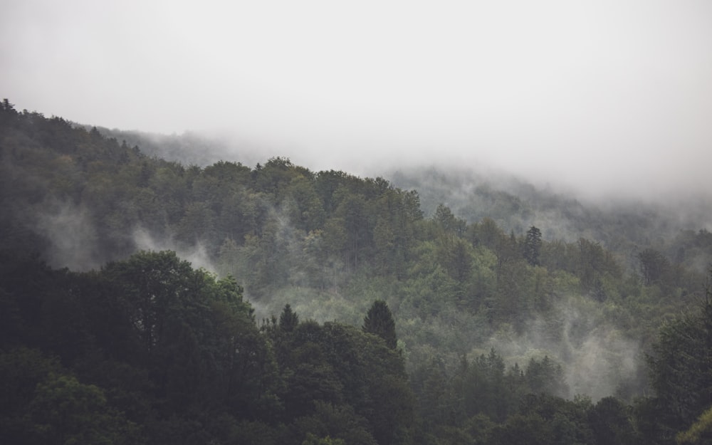 green trees on foggy weather