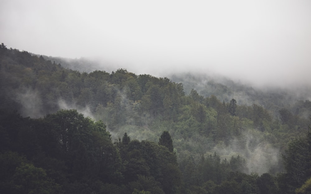 霧の天気に緑の木々