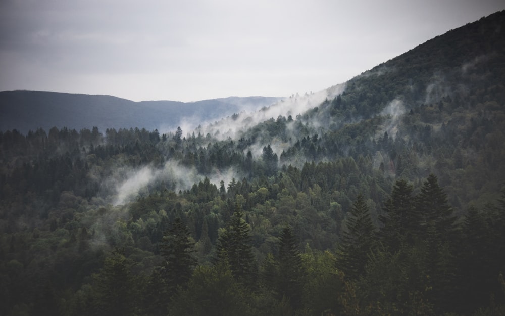 green trees on mountain during daytime