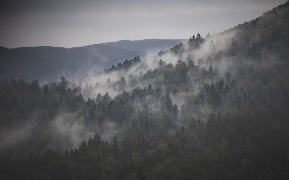 green trees on mountain covered with white clouds