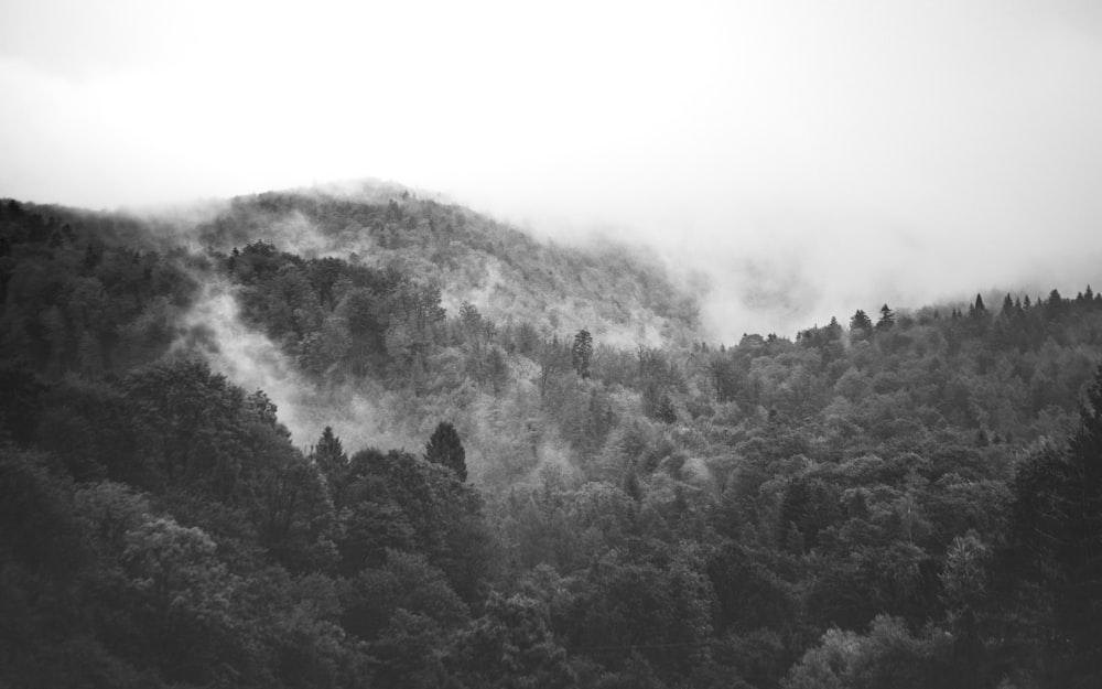 grayscale photo of trees covered by snow