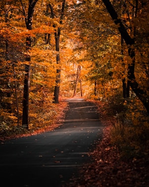 gray concrete road in between trees
