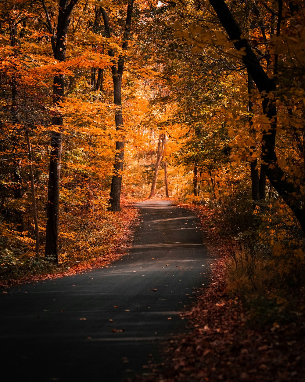 gray concrete road in between trees