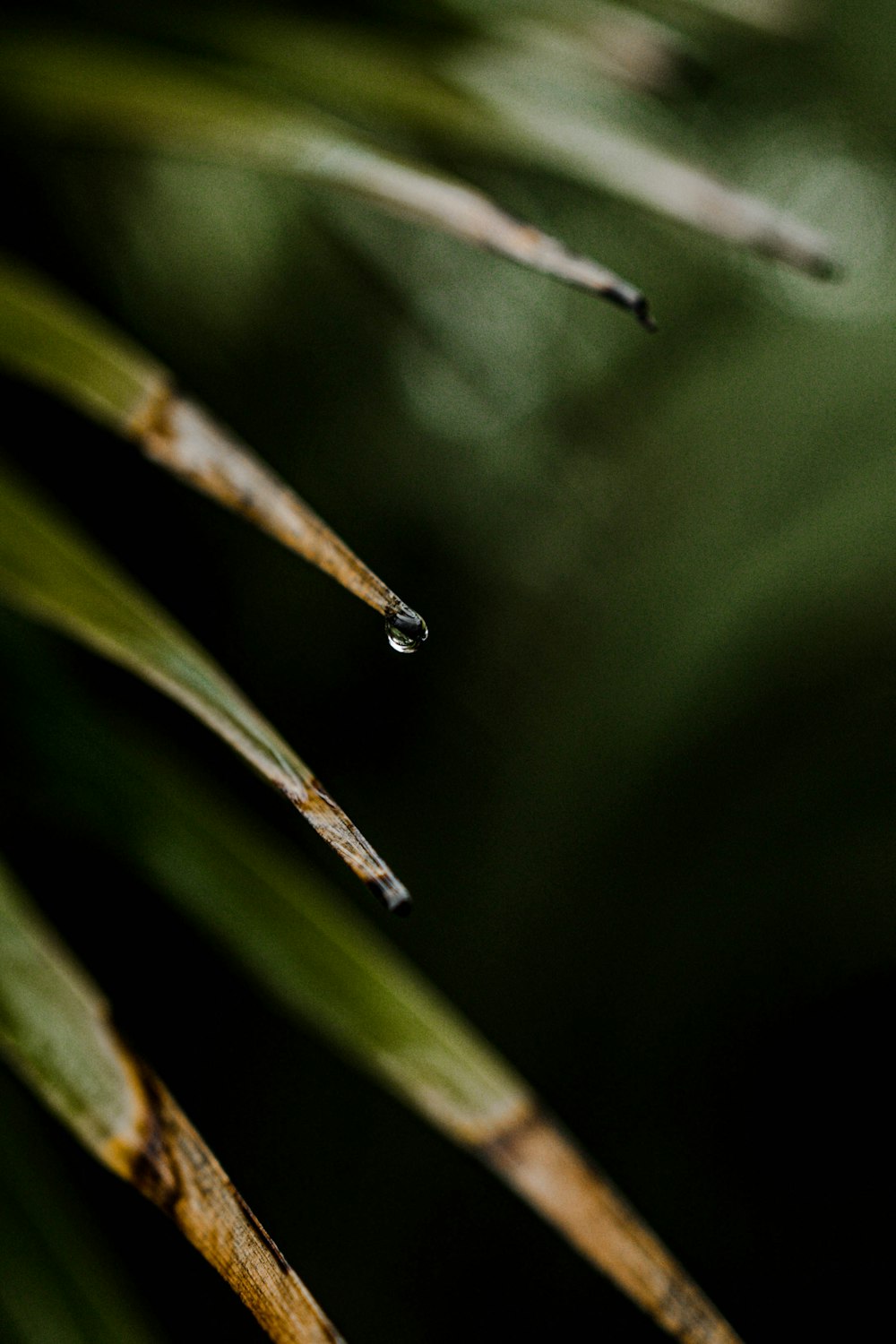 water dew on green leaf