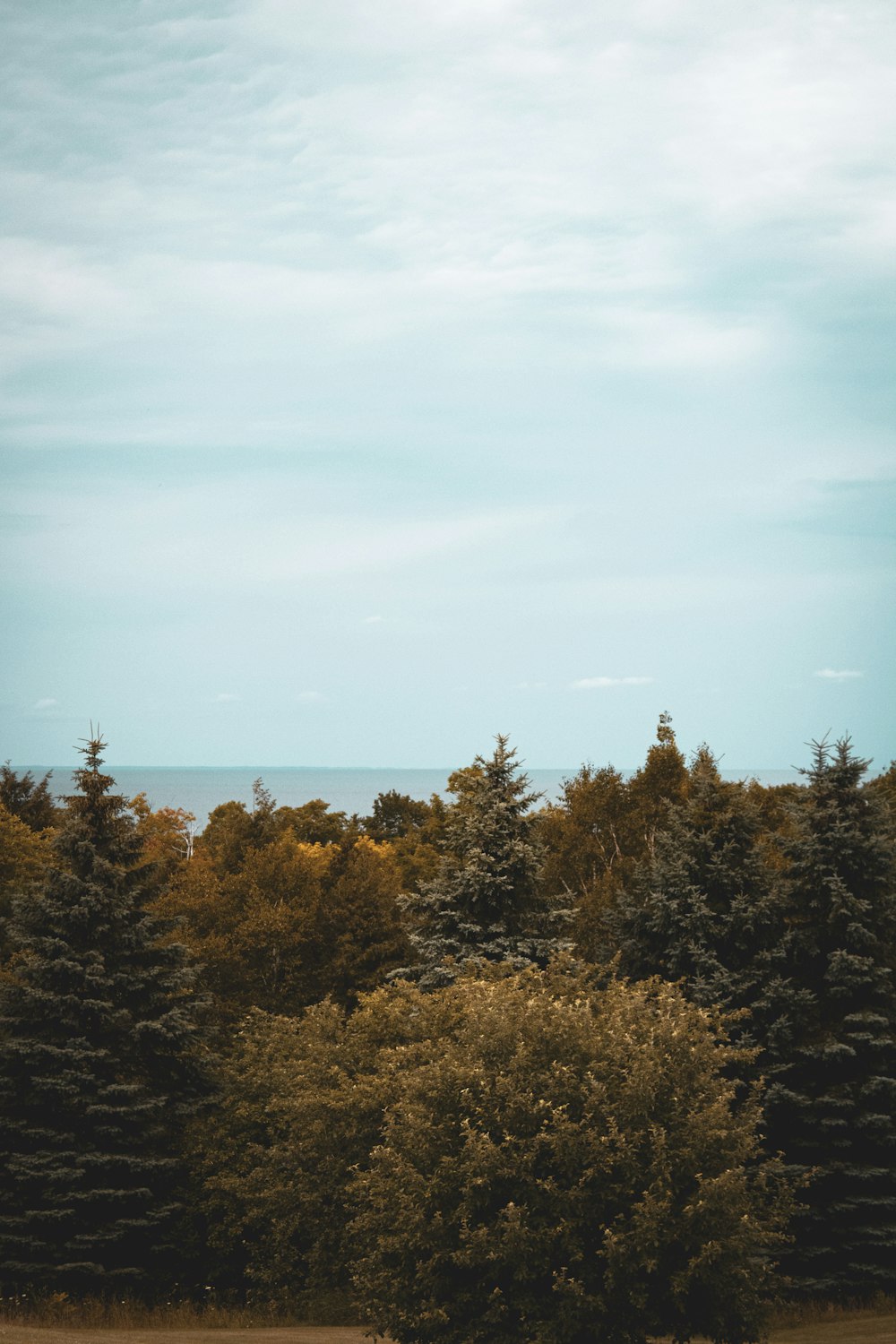 grüne und braune Bäume unter blauem Himmel tagsüber