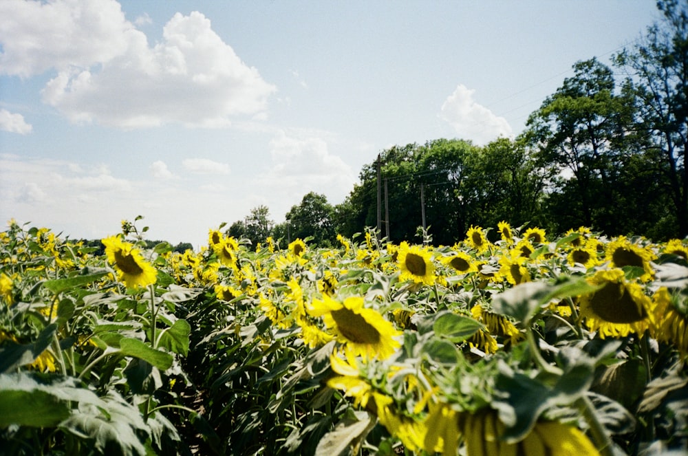 yellow flowers with green leaves under blue sky during daytime