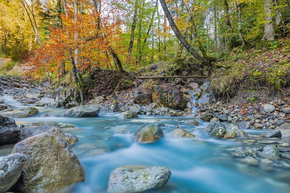 river in the middle of forest during daytime