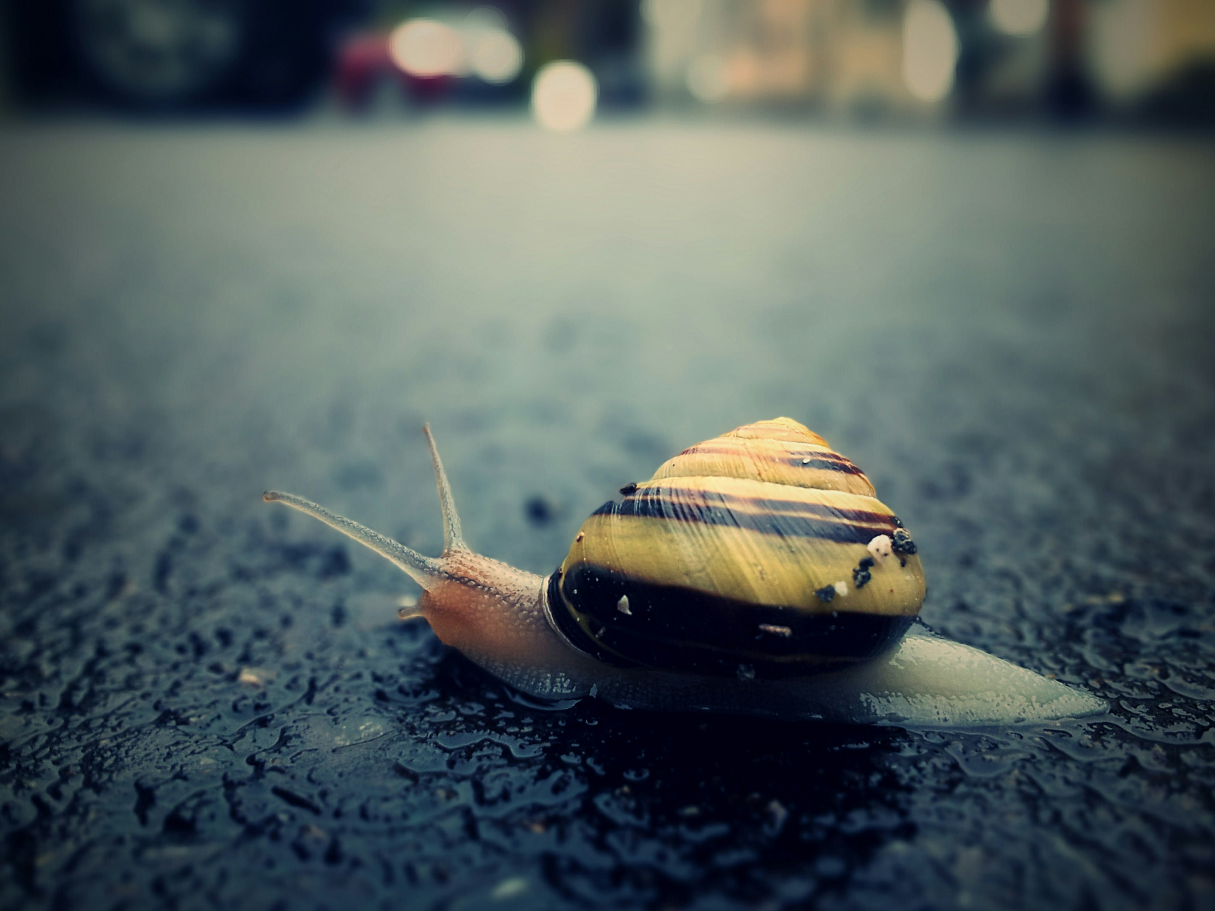 braune Schnecke auf schwarzer Oberfläche