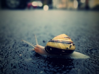 brown snail on black surface