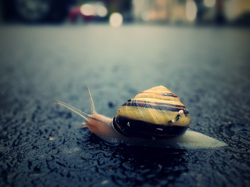 brown snail on black surface