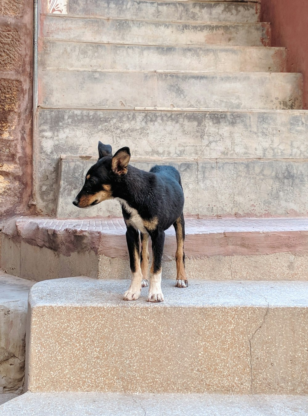 black and tan short coat medium sized dog on concrete stairs during daytime