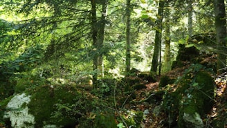 A dense forest environment showing realistic lighting filtering through tall trees onto a moss-covered ground.
