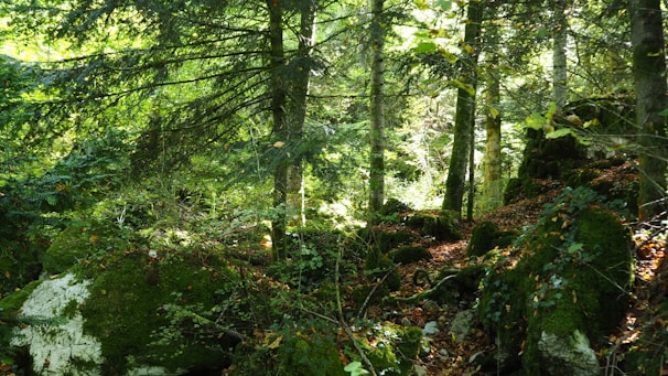 A dense forest environment showing realistic lighting filtering through tall trees onto a moss-covered ground.