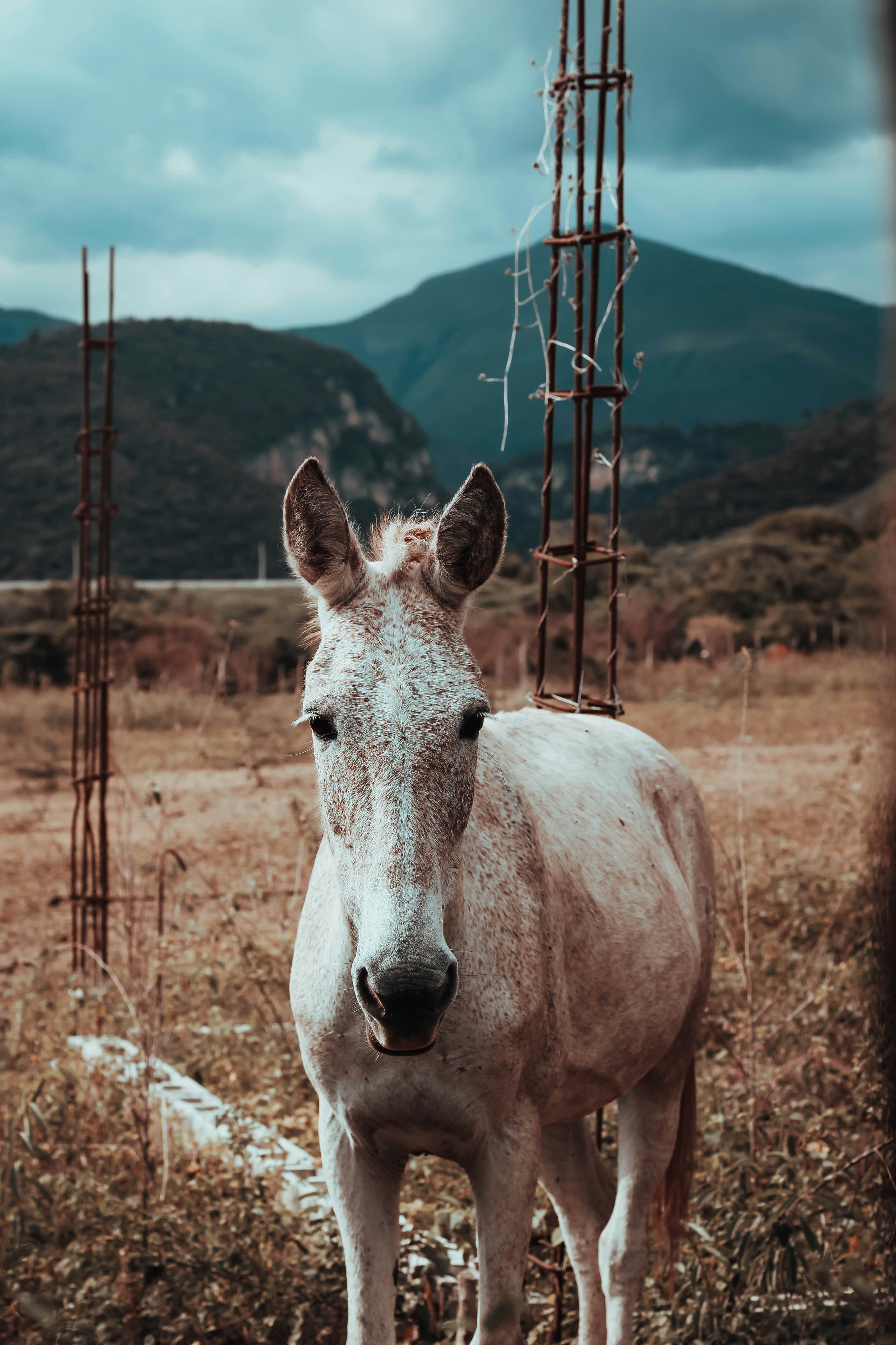 weißes und braunes Pferd tagsüber auf braunem Rasen