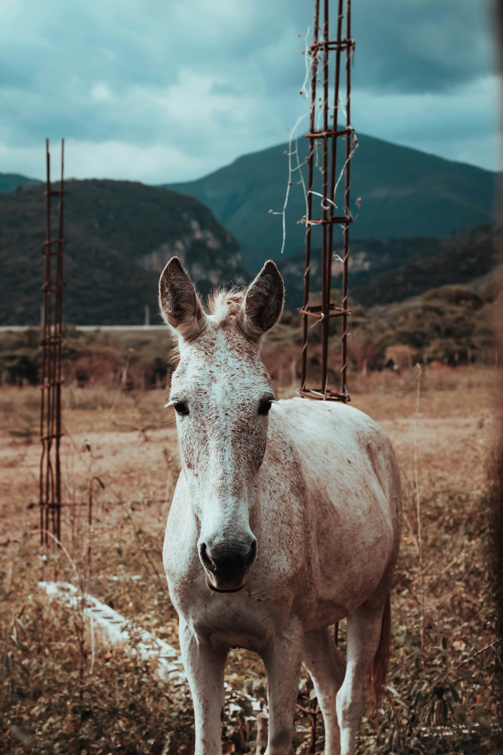 white and brown horse on brown grass field during daytime