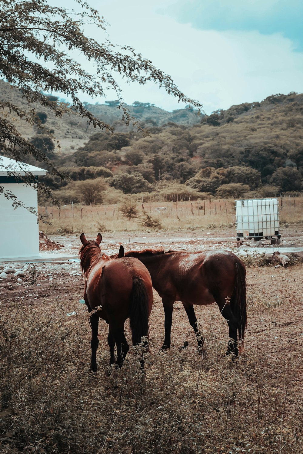 brown horse on brown field near body of water during daytime