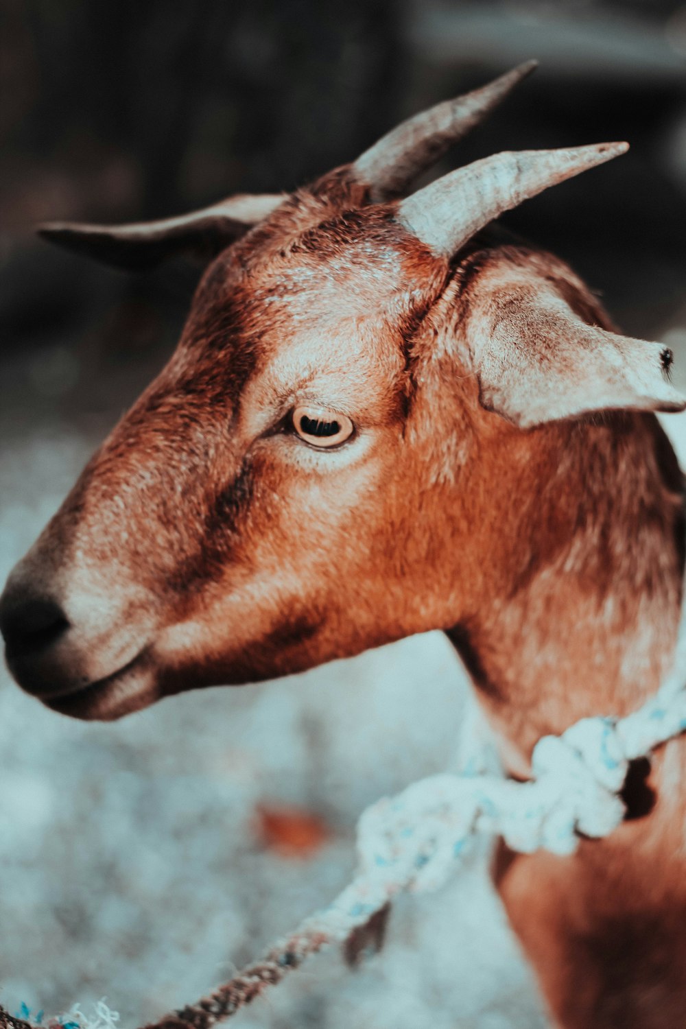 brown deer in close up photography