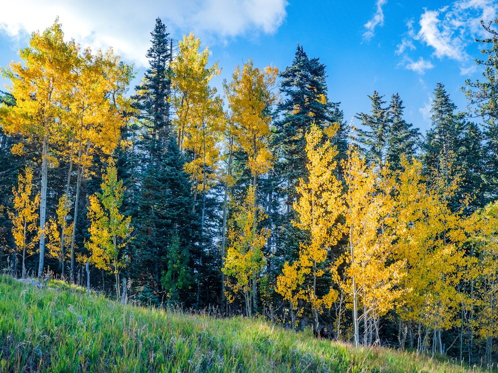green and yellow trees under blue sky during daytime