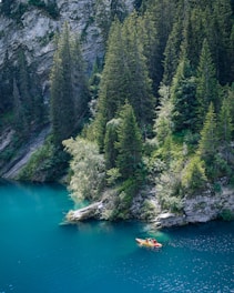 green trees beside river during daytime