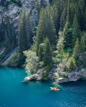 green trees beside river during daytime