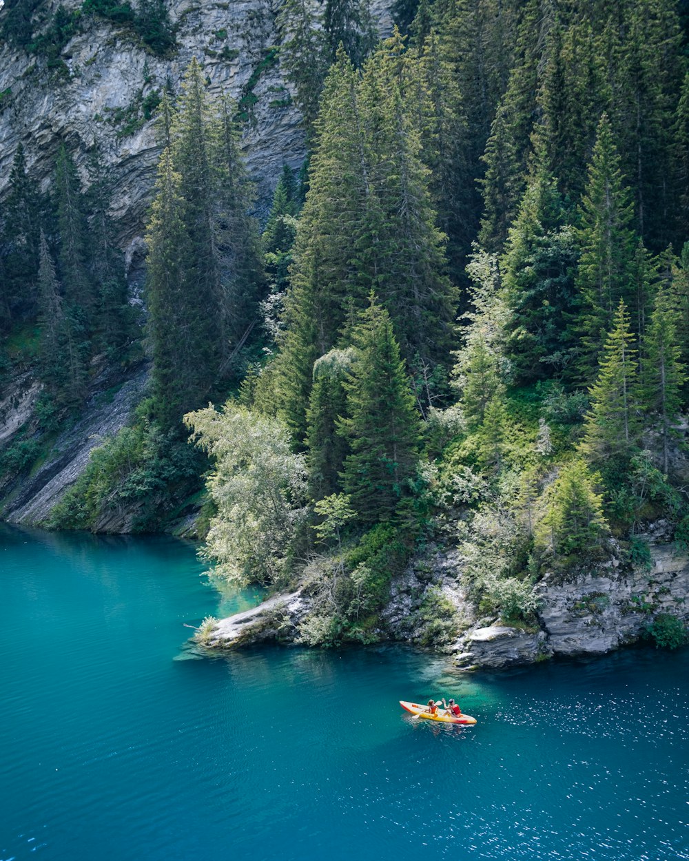 alberi verdi accanto al fiume durante il giorno