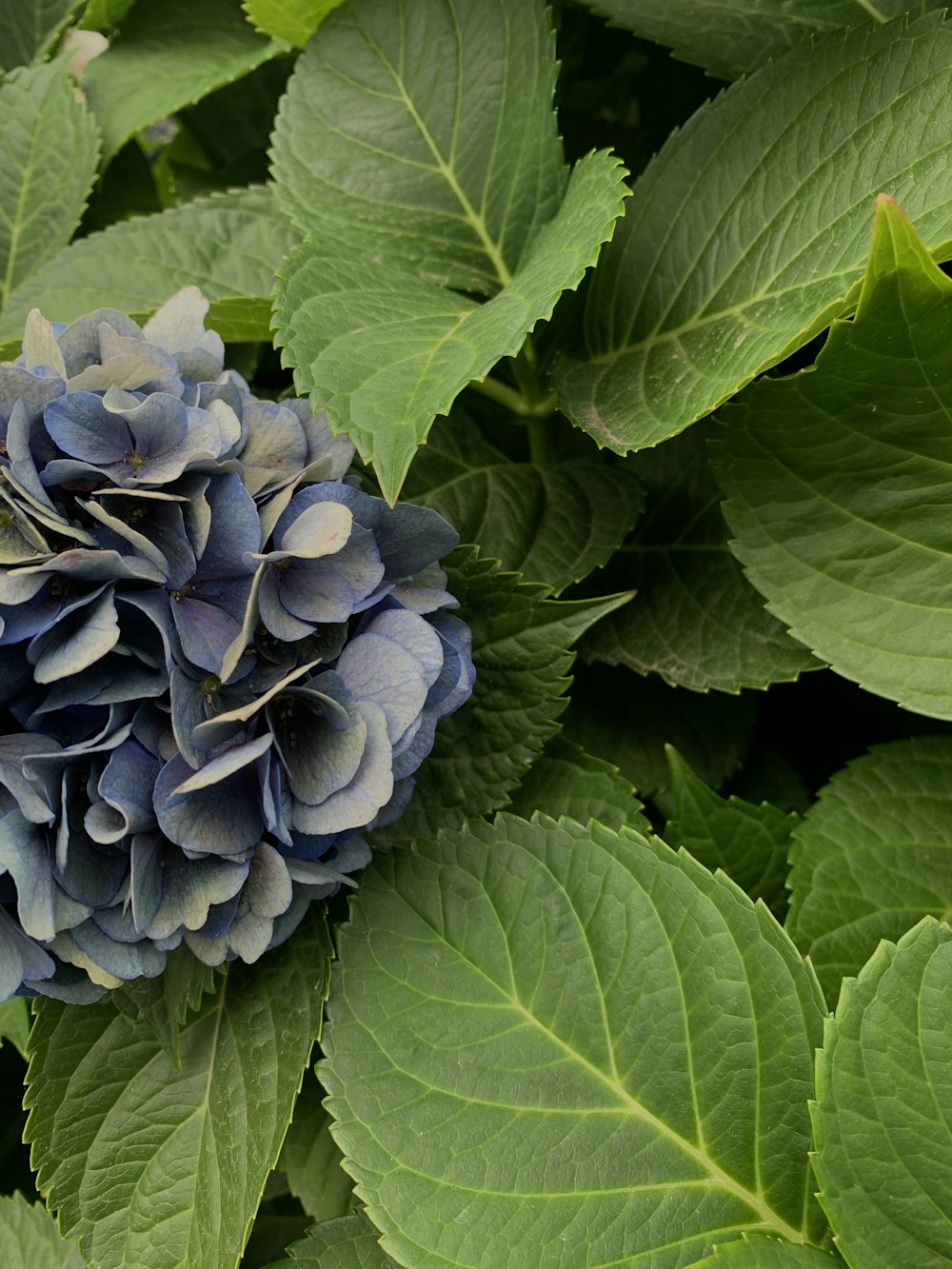 hortensias bleus en fleurs pendant la journée