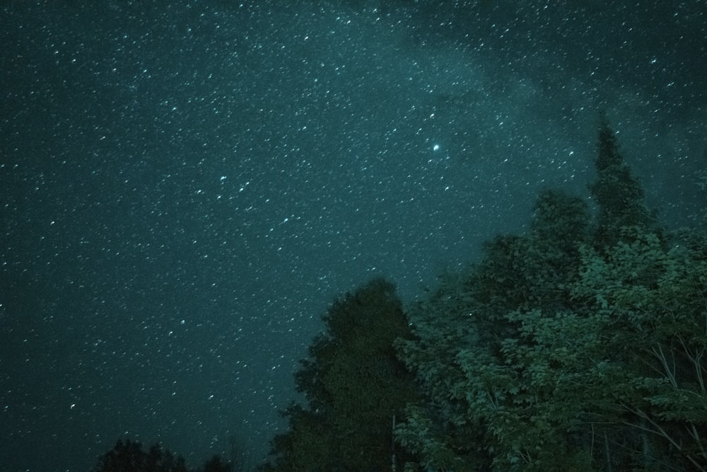 夜の青空に映える緑の木々