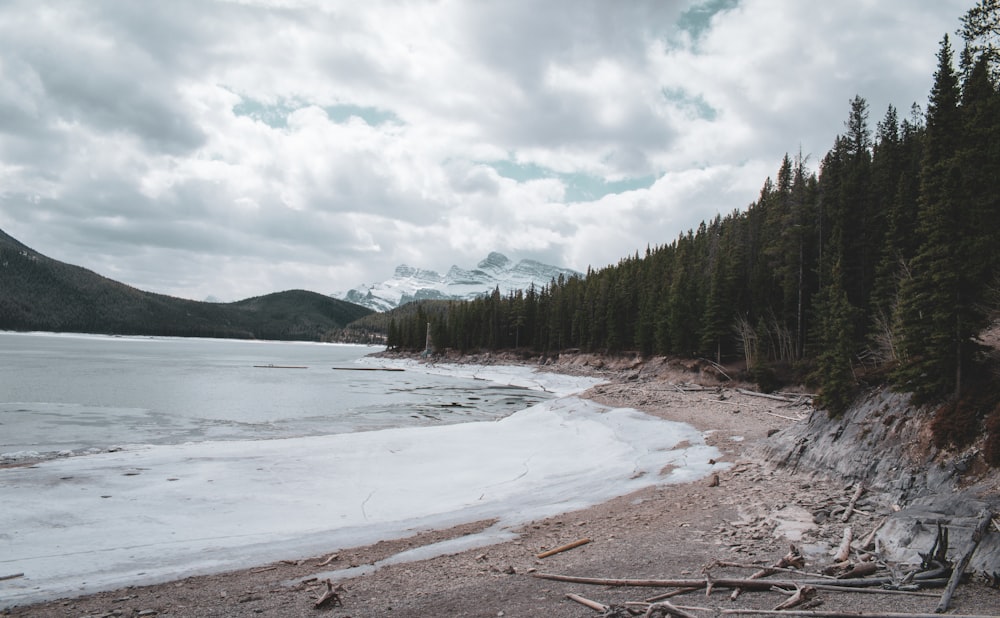 green trees near body of water under cloudy sky during daytime