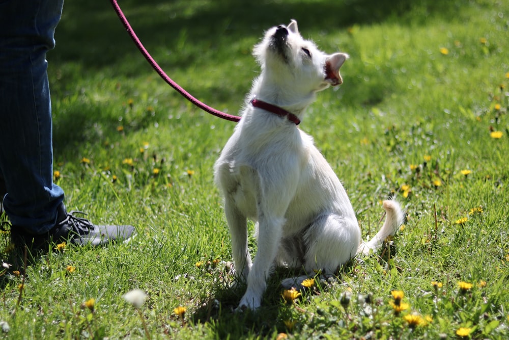 white and brown short coated dog on green grass during daytime