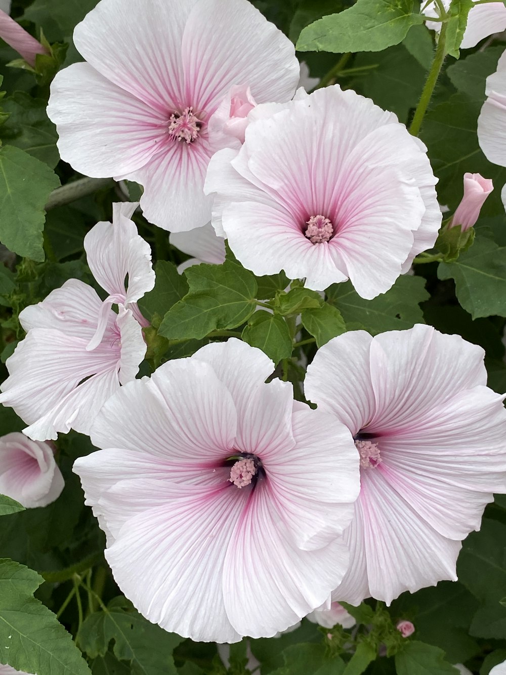 fiori rosa e bianchi con foglie verdi