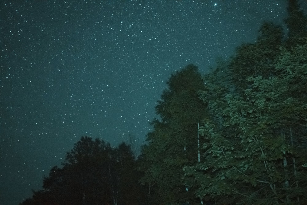 árboles verdes bajo el cielo azul durante la noche