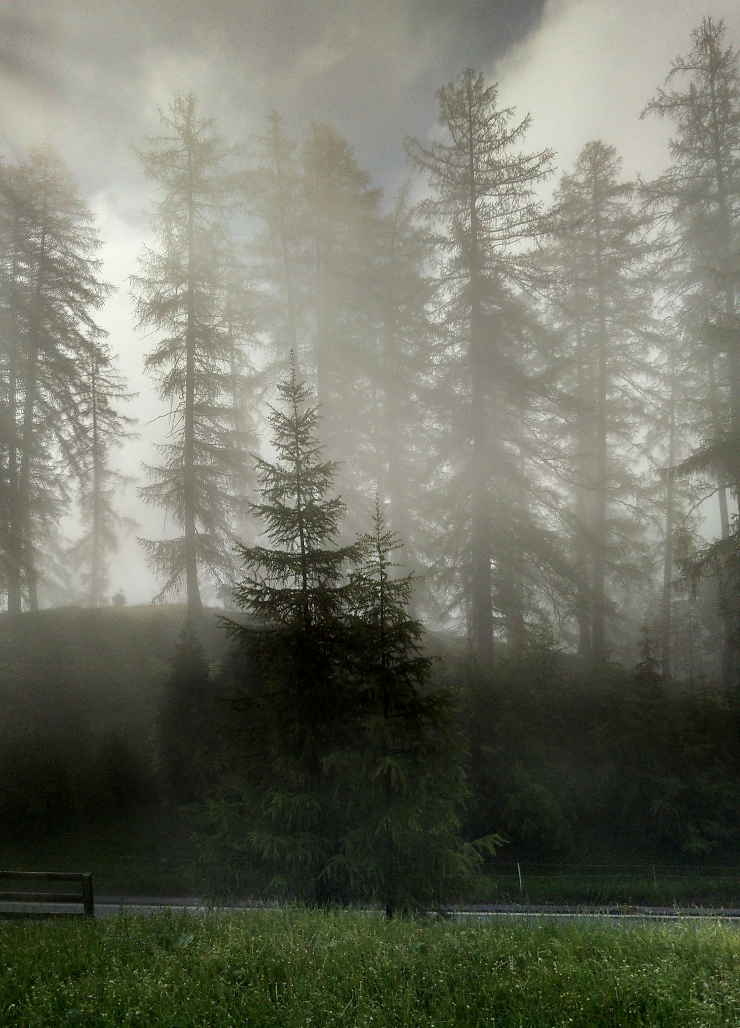 green pine trees on forest during daytime