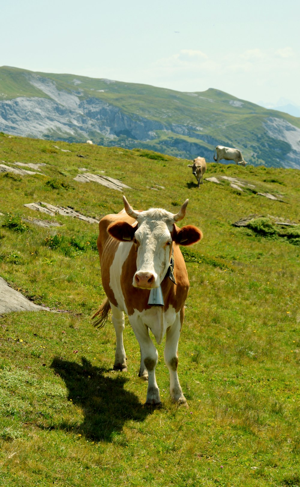 昼間の緑の芝生に茶色と白の牛